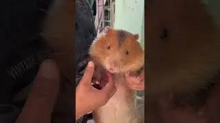 Bamboo rats as pets!?!?