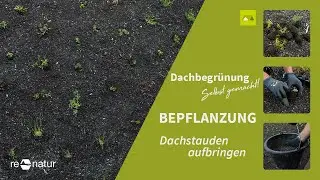 Ein Dach wird grün und bunt - Dachstauden pflanzen.