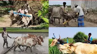 small Bullock training videos | Bullock working style | cowvideos | Bullockcart heavy load  #Bullock