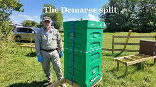 The Demaree split
