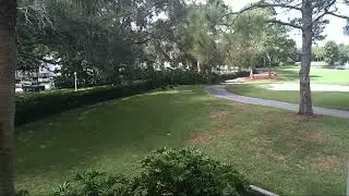 Turkeys at Disney Old Key West Golf course