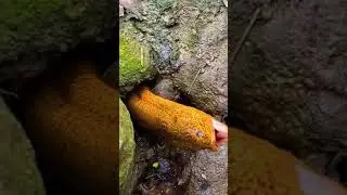 [Best Eel Fishing 2021] Catching Yellow Monster Eel. #Short