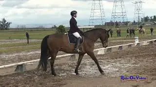 025D Pippa Murray on Herman Open Preliminary Dressage Ram Tap Feb. 2025