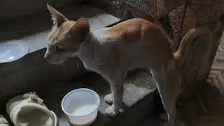 Amazing #catpose for #yoga from #cat at its #best #funny