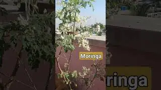 Honey bees collecting nectar from Moringa #honeybees #nectar#moringa #moringaleaves #moringatree
