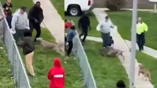 Pit bulls attack kids and adults caught on camera
