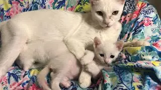Mama Cat Hugs Kitten “Pinky”