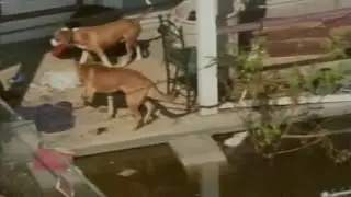 Hurricane Katrina changed pet evacuations during disasters