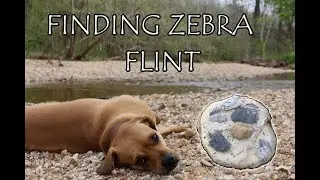 Finding Zebra Flint