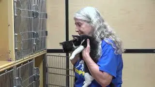 Cat Adoption Event at PetSmart