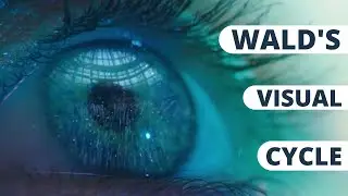 Wald's Visual Cycle | Explanation Step By Step - Biochemistry | Cross Professional