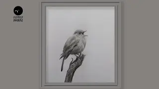 How To Draw An European Robin Bird Step By Step || Pencil Sketch || Drawing