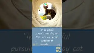 In its playful pursuits, the play cat finds treasure in the simplest of experiences #shorts #cutecat