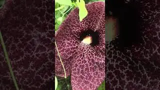 Aristolochia Macrophylla or Dutchman&rsquo;s PipeVine House Plant | GardenArcX | X8 #shorts