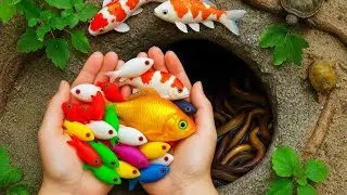 Tiny Pond Surprise: Baby Turtles & Beautiful Fish