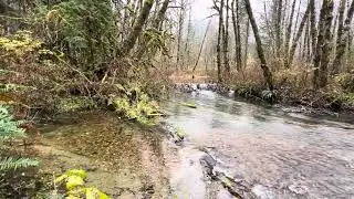 By Baker lake. Beaver dam & salmon