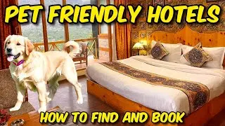 How to Find & Book Pet-Friendly Hotels | Tips for Traveling with Your Pet!