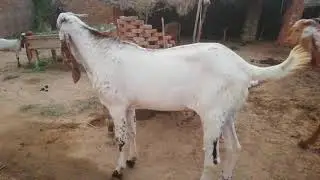 Peero G