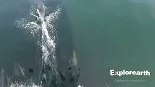 Dolphins Zodiac Bow Riding on an Expedition Cruise