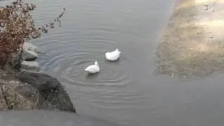 Ducks bathing in low water 20160328 162718