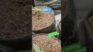 Light Intensity - Northern Lights Autos - Day Seven #garden #lights #cannabis #indica #seedling