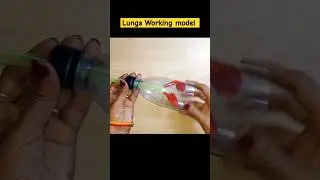 lungs Working model/Respiratory system Working school project #viralshort #shorts #lungsmodel