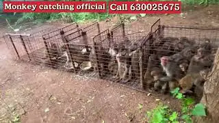 కోతుల వల్ల కొన్ని లక్షల రూపాయలు రైతులు నష్టపోతున్నారని మమ్మల్ని సంప్రదిచారు #monkeycatching 