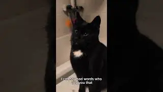 Язык кошек #stateofkansass #cat #cats #catvideos #catvideo #short #shorts #mycat