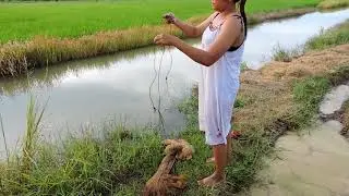 Amazing Fishing at Pailin Province   Cambodia Traditional Fishing   Khmer Net Fishing Part 341   You