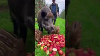 When Wild Boars Invade an Apple Farm Chaos Erupts Fast #WildBoars #AppleFarm #Nature