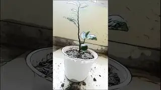 Reportting devil back bone plant🌱🌿 #viral #shortvideo  #indoorplants  #gardenplants