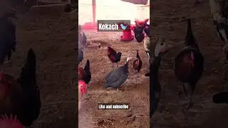 #chicken #business #chickenfarming #yt #ytshorts #ytshort #viralvideo #new