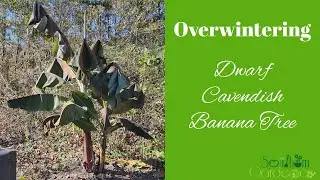 Overwintering Dwarf Cavendish Banana Tree