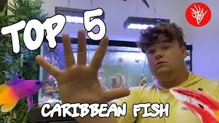 Top 5 Caribbean Fish for your Aquarium!!