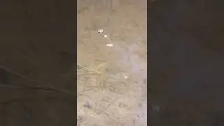 21 июля 2023 г. Щитень. Не такой классный как язь, но всё же.