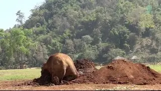 Elephant Kabu taking a nap on her mud pit