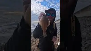 сколько баллов за даб #море #морскаярыбалка #рыба #рыбалка #рыбалкавВеликобритании #матч #матчева...