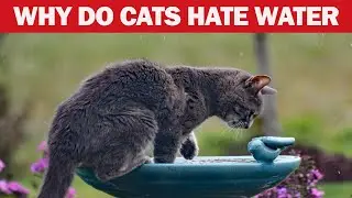 Why Do Cats Despise Water? Unveiling the Mystery!