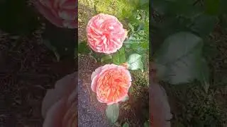 #розы #роза #цветущиецветы #flover #garden #цветы #сад #растения