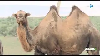 Dəvələrin qiyməti 3000 manatdan başlayır