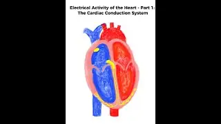 Electrical Activity of the Heart Part 1 &ndash; The Cardiac Conduction System (Step-by-Step Explanation)