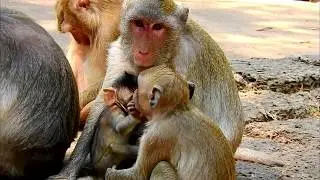 MOM HATE HER OWN BABY !! Poor Alba cry loudly bad mom mistreat don't give milk.