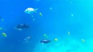 2018 Ocean Joy Cruises - Kapolei