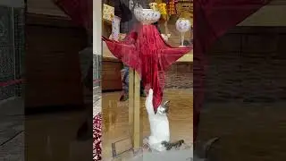Doc Pro&hellip; Стамбул 02.2022г.