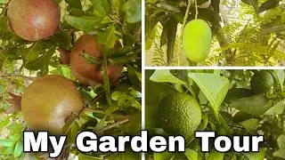 ll My Garden Tour ll kk home and garden ll 🌴💚