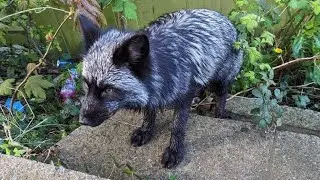 Rare Black Fox Rescued After Wandering UK Streets