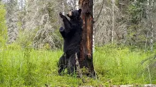 Collared Black Bear Trail Camera Videos | Drummond Island, Michigan | Browning Recon Force Advantage