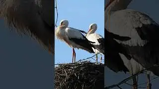 Petit couple de cigognes #faune #biodiversit&eacute; #oiseaux