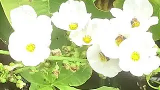 Bees Hard at Work on White Pond Flowers
