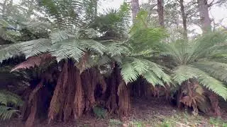 Hanging Rock Tree Fern Walk
